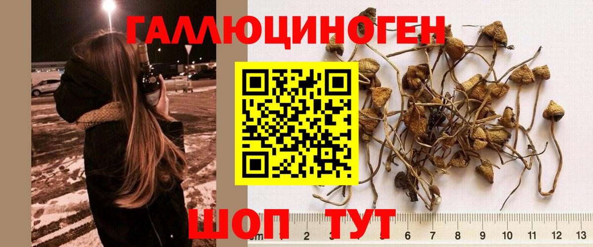 Псилоцибиновые грибы Psilocybine cubensis Курган